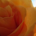 #róża #żółto #kwiaty