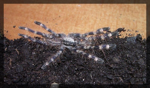 P. regalis