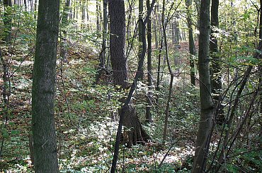 Koluszki, las, jesien, zbiornik , Lisowice #Koluszki #las #jesien #Lisowice