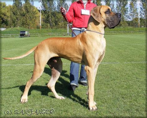 BAMBINO Giga La Gothica - Iexc, CAJC, Junior Club Champion, BIS - the Best Young Male of Slovakia Club!