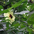 hibiskus