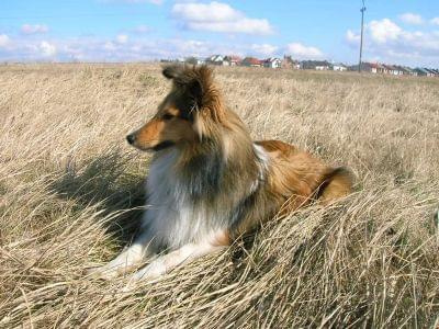 #sheltie #fredi