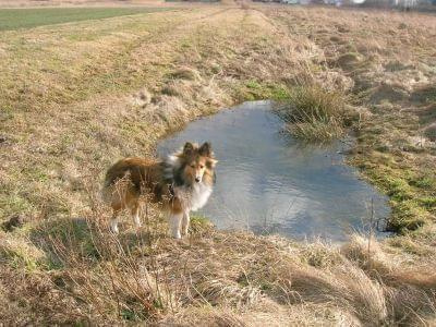 #sheltie #fredi