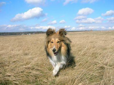 #sheltie #fredi