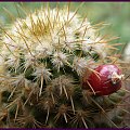 Mammillaria eriacantha