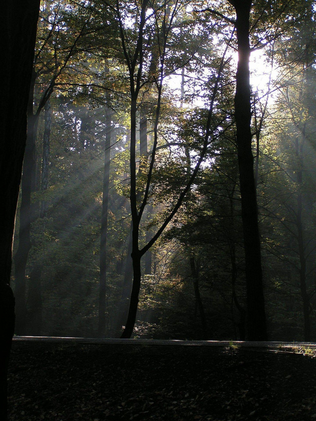 "iść w stronę słońca" #jesień #las #mgła