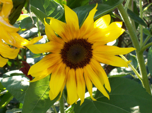 Słonecznik z Bronowic :) #słonecznik #kwiat #BronowiceWlk