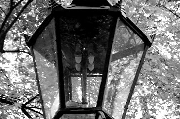 #Warszawa #Przyroda #Parki #Łazienki #Jesień