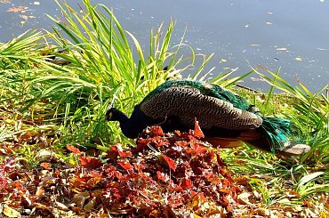 #Warszawa #Przyroda #Parki #Łazienki #Jesień