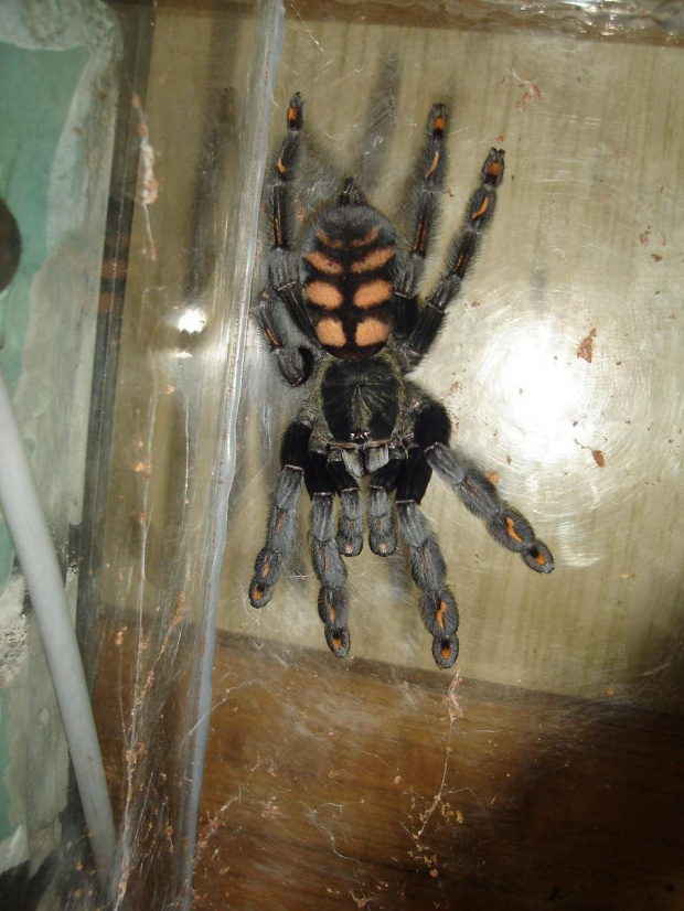 Psalmopoeus irminia