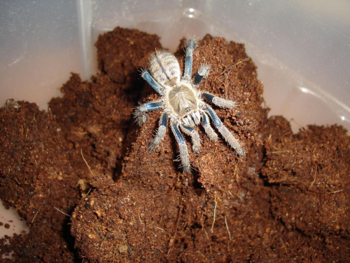 Haplopelma lividum