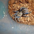 Haplopelma lividum