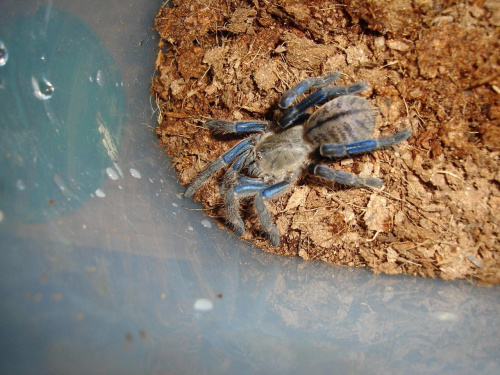 Haplopelma lividum