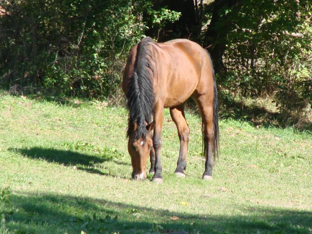 #Konie #Kębło #Wąwolnica #zieleń #natura #pies #trawa #las