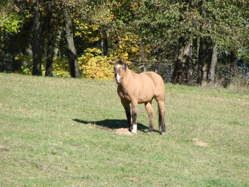 #Kębło #Konie #las #natura #pies #trawa #Wąwolnica #zieleń