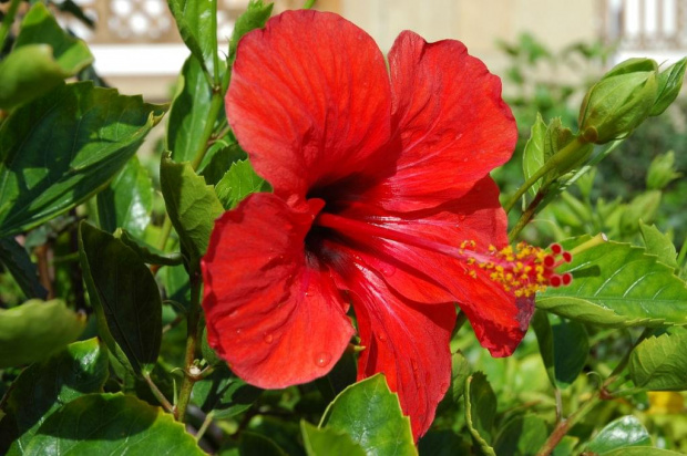 hibiskus Egipt #kwiaty