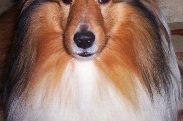 #Piksel_Lexus_030307