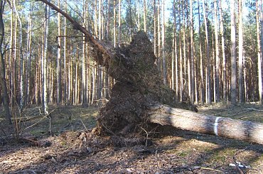 #Las #wichura #wiatr #skutki