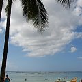 Honolulu plaża #roślinność #przyroda #CudaNatury #ptaki #Hawaje #USA #Honolulu