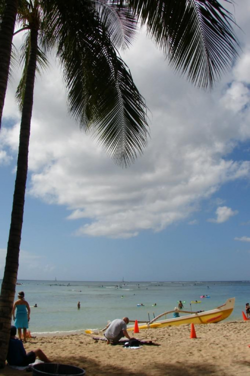 Honolulu plaża #roślinność #przyroda #CudaNatury #ptaki #Hawaje #USA #Honolulu