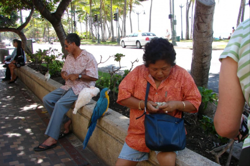 Waikiki, opłata za zdjecie z papużkami #Waikiki #plaża #roślinność #przyroda #CudaNatury #ptaki #Hawaje #USA #Honolulu