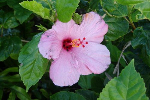 jedziemy w głąb wyspy, kwiatuszki #wyspa #roślinność #przyroda #CudaNatury #ptaki #Hawaje #USA #Honolulu
