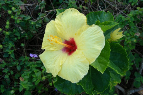 jedziemy w głąb wyspy, kwiatuszki #wyspa #roślinność #przyroda #CudaNatury #ptaki #Hawaje #USA #Honolulu