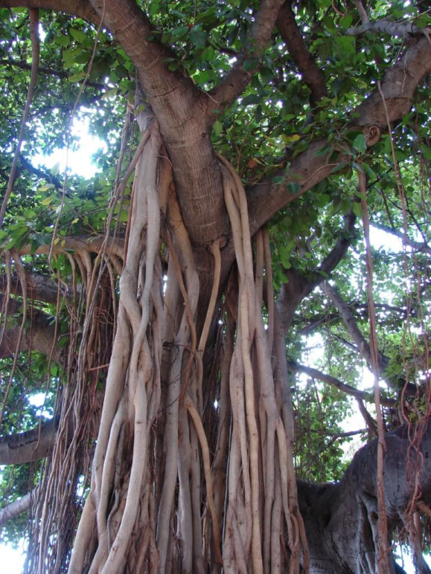 Honolulu centrum, Waikiki - kroczące drzewo #wyspa #roślinność #przyroda #CudaNatury #ptaki #Hawaje #USA #Honolulu