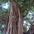 Honolulu centrum, Waikiki - kroczące drzewo #wyspa #roślinność #przyroda #CudaNatury #ptaki #Hawaje #USA #Honolulu