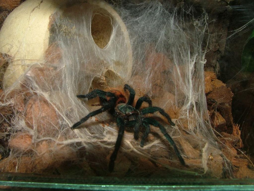 Chromatopelma cyanubescens. Pajaki z mojej hodowlii. #Chromki