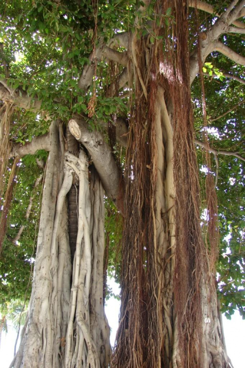 Honolulu kroczące drzewa #roślinność #przyroda #CudaNatury #ptaki #Hawaje #USA #Honolulu