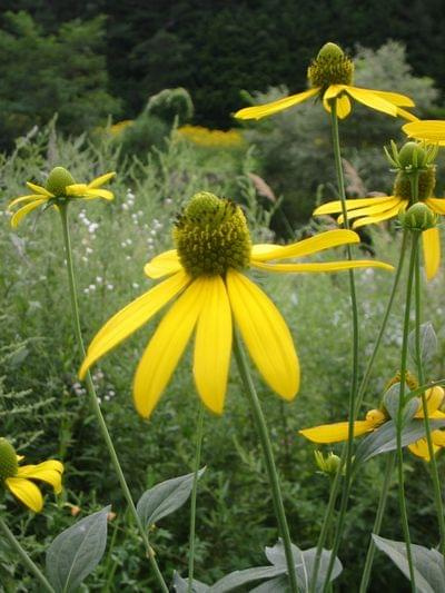 rudbekia1