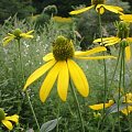 rudbekia1