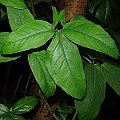 sygnonium2