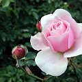rosa1