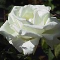 rosa5