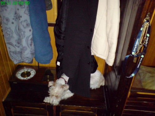 Pies śpiący na komodzie, schowany pod płaszczem, żeby go światło nie raziło- kto ma lepszego? :-P