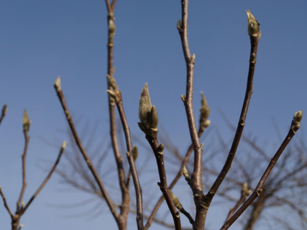 czekająca na wiosnę magnolia