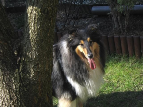 FLUFFY LOVELY ANGEL Hippocampus #FLUFFYLOVELYANGELHippocampus #Flaffcia #Fluffy #collie #lassie