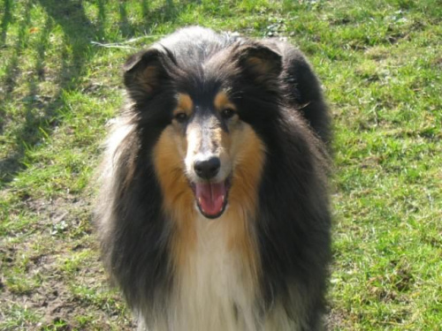 FLUFFY LOVELY ANGEL Hippocampus #FLUFFYLOVELYANGELHippocampus #Flaffcia #Fluffy #collie #lassie