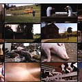 Charlotte's.Web.TS.XViD-LRC