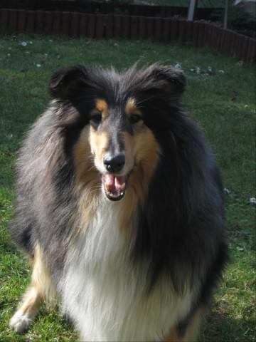 FLUFFY LOVELY ANGEL Hippocampus #FLUFFYLOVELYANGELHippocampus #Flaffcia #Fluffy #collie #lassie