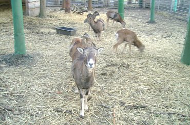 Zwierzyniec w Dąbrowie Górniczej w parku Zielona #park #zwierzyniec #DąbrowaGórnicza