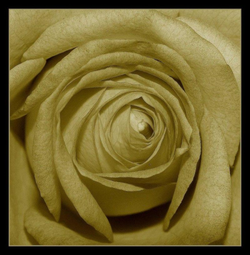 Nie mów nic a tylko całuj, całuj dziewczę ukochane i uśmiechnij się gdy jutro zwiędną róże dziś zerwane.