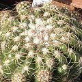 NOTOCACTUS UEBELMANNIANUS PLEIOCEPHALUS