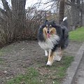 FLUFFY LOVELY ANGEL Hippocampus #Fluffy #collie #lassie #tricolor