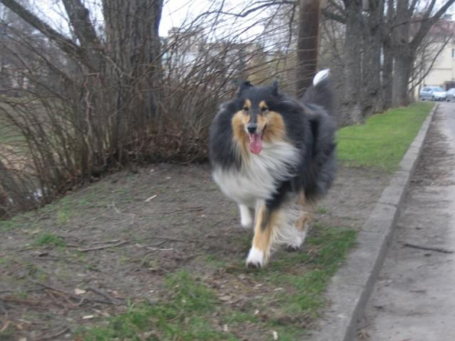 FLUFFY LOVELY ANGEL Hippocampus #Fluffy #collie #lassie #tricolor