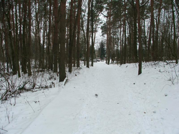Przez las idziemy na cmentarz #Puławy #las #zima