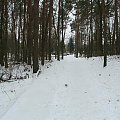 Przez las idziemy na cmentarz #Puławy #las #zima