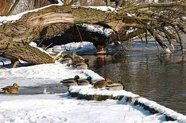 #Mazury #Pisz #Pisa #Ptaki #Kaczki